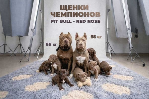 Продаются щенки американского питбуля RED NOSE/pitbuli kuchuklari