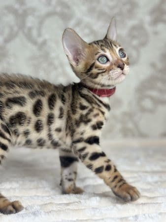 Toza qon bengal bolalari